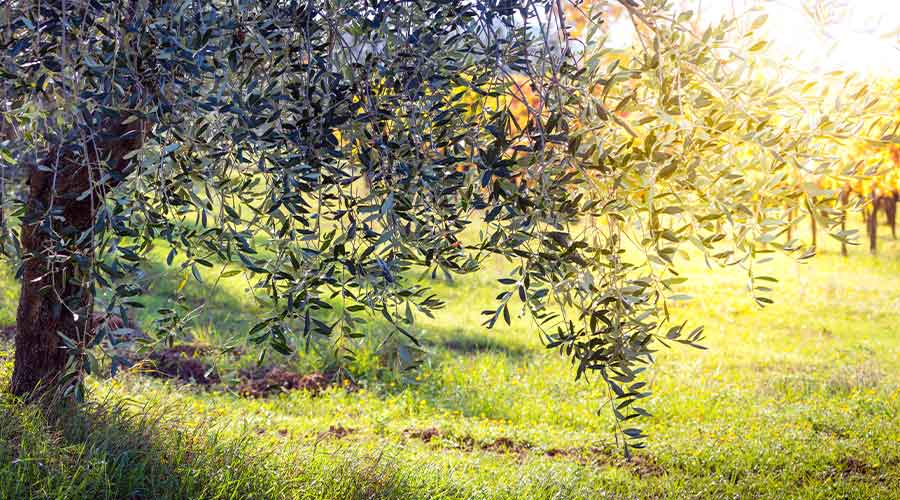 olivenolie fra Campania
